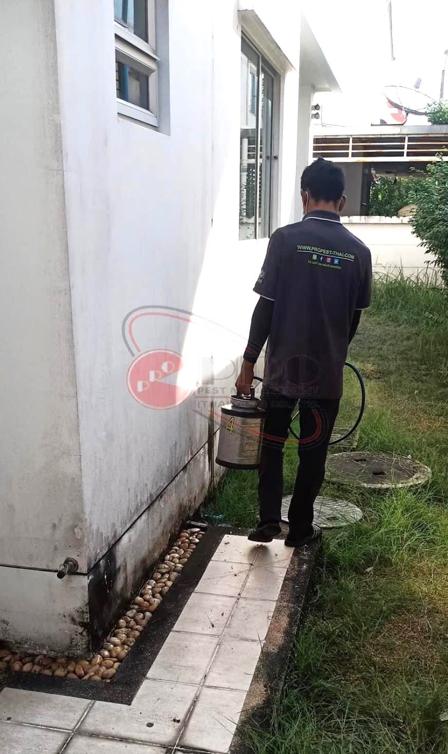 Home Service ตัวเรือด เห็บ หมัด