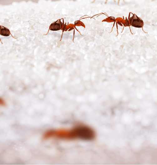 ใช้เหยื่อล่อให้แมลงสาบและมดออก มาจากรังเพื่อให้กำจัดได้ง่าย