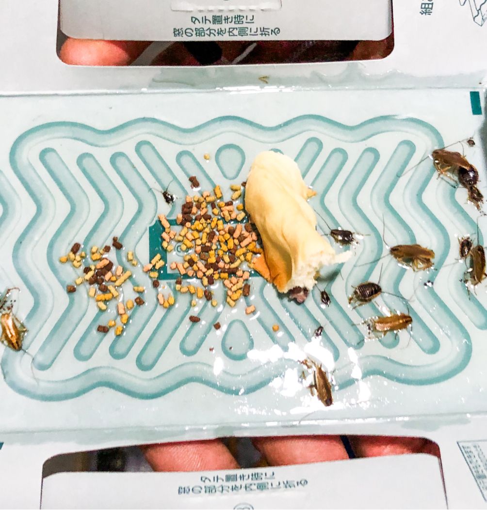 การใช้เหยื่อล่อเพื่อให้แมลงสาบ และมดเข้ามาติดกับดักที่ติดตั้งไว้ เหมาะกับร้านอาหาร เพราะจำนวน แมลงสาบหรือมดจำนวนมาก