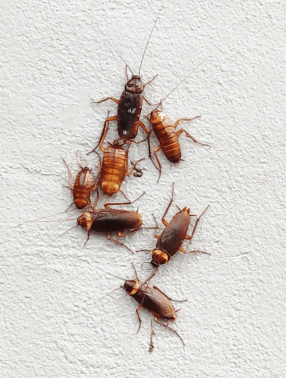 Home Service แมลงสาบ และมด