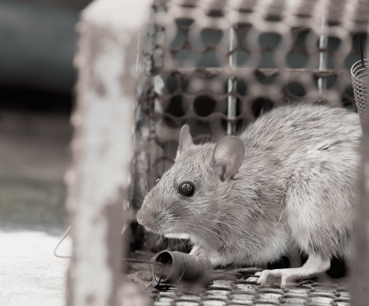กำจัดหนู