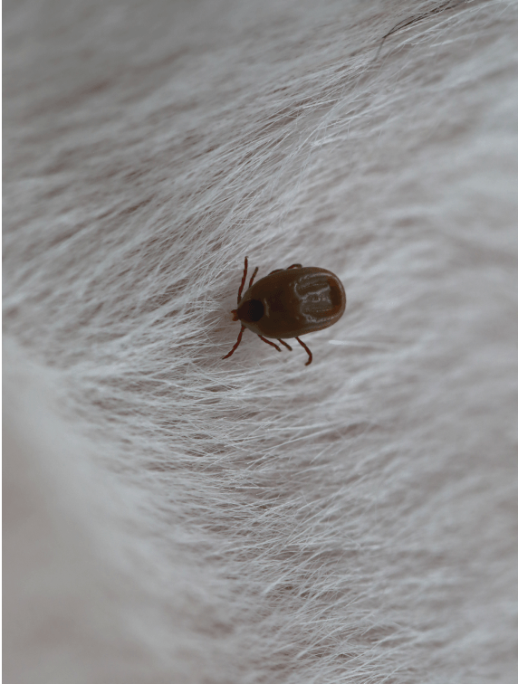 Home Service ตัวเรือด เห็บ หมัด