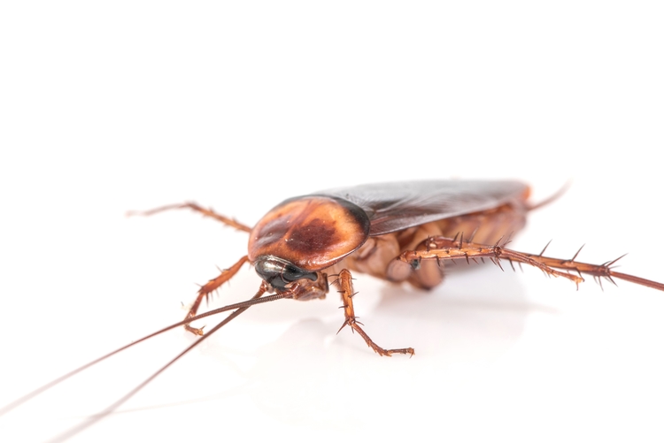 แมลงสาบ (cockroach)
