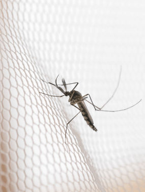 Home Service ยุง