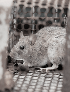 Home Service หนู