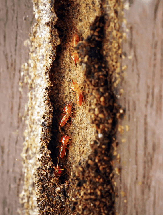 Home Service ปลวก