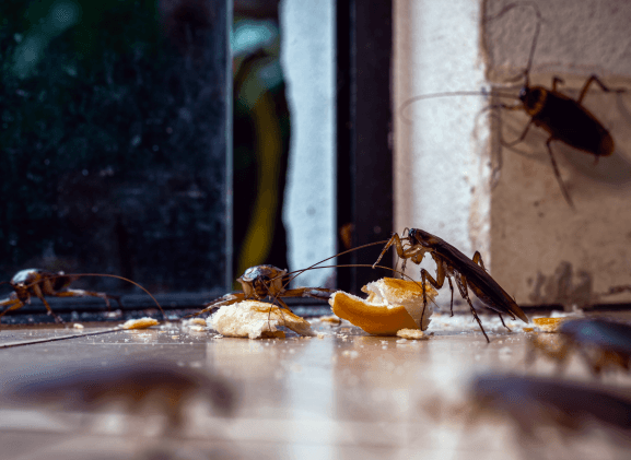 แมลงสาบ