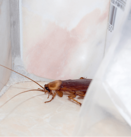 ใช้เจลล่อให้แมลงสาบมากินเหมาะกับ ร้านอาหารเนื่องจากมีจำนวนแมลง -สาบ หรือมดจำนวนมาก